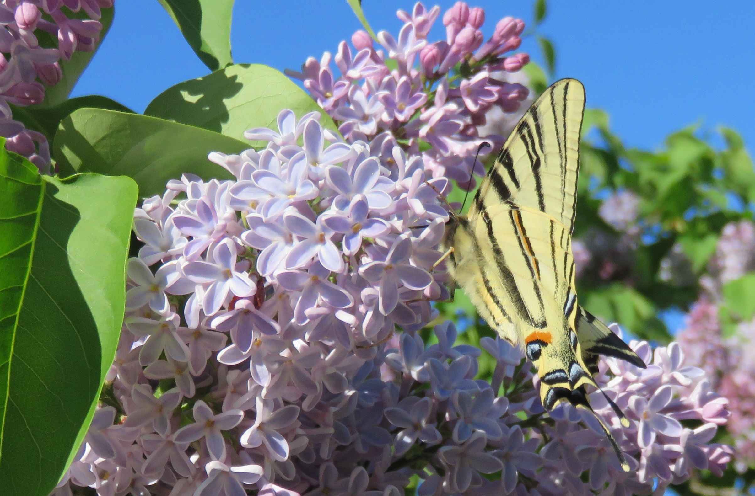 Iphiclides podalirius, le flambé