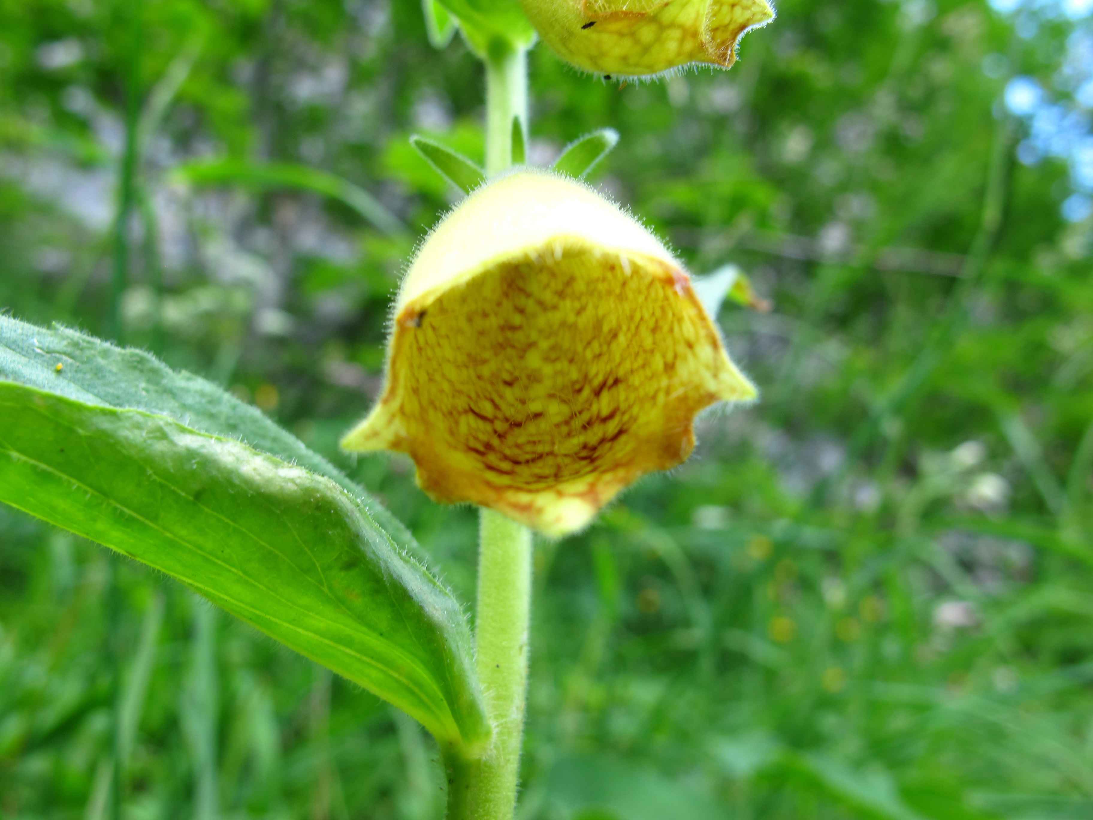 Digitalis grandiflora