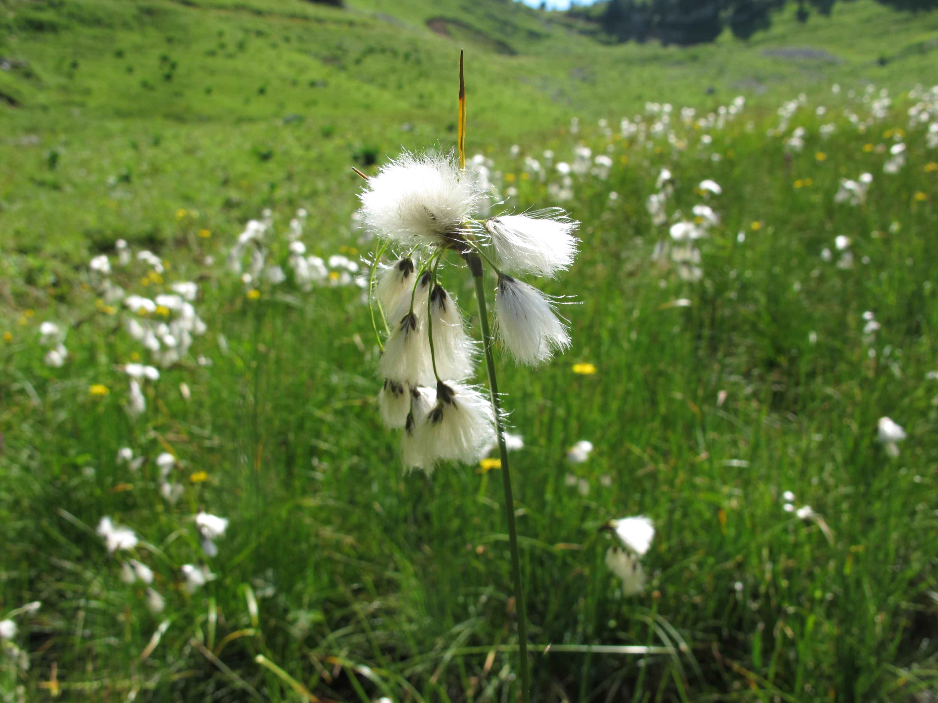 Eriophorum angustifolium