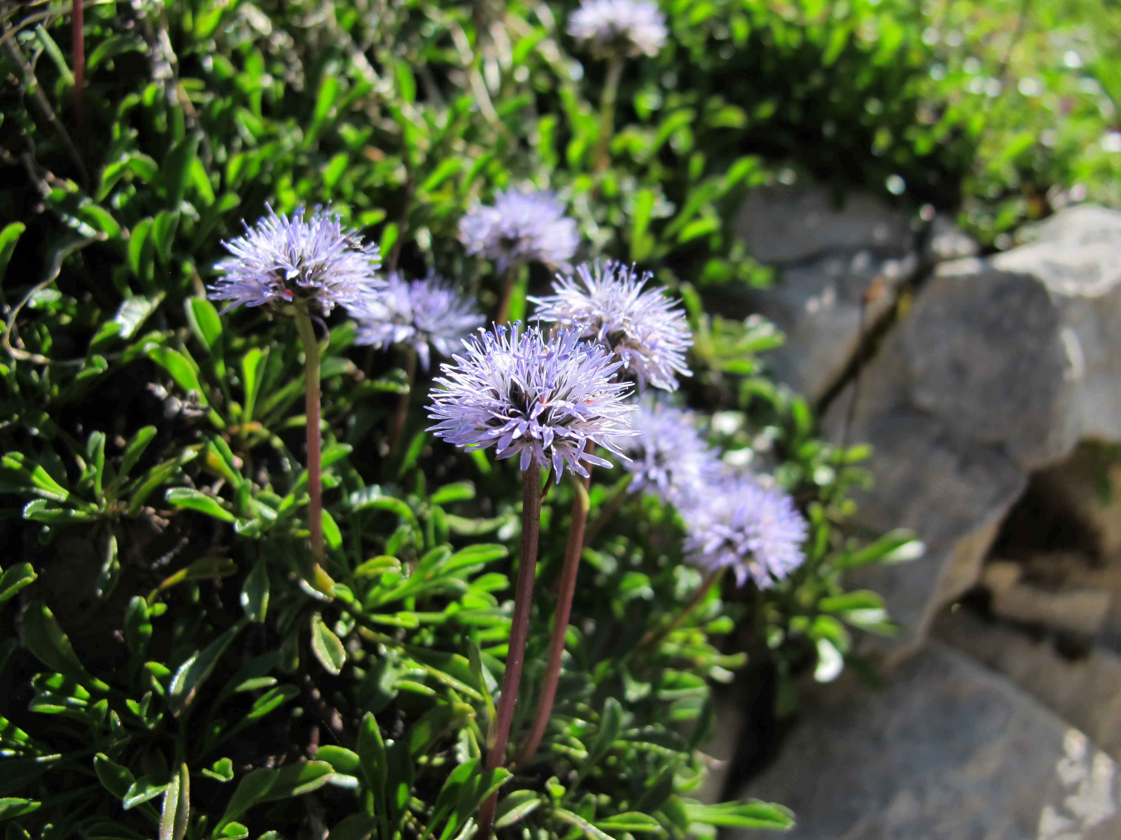 Globularia cordifolia