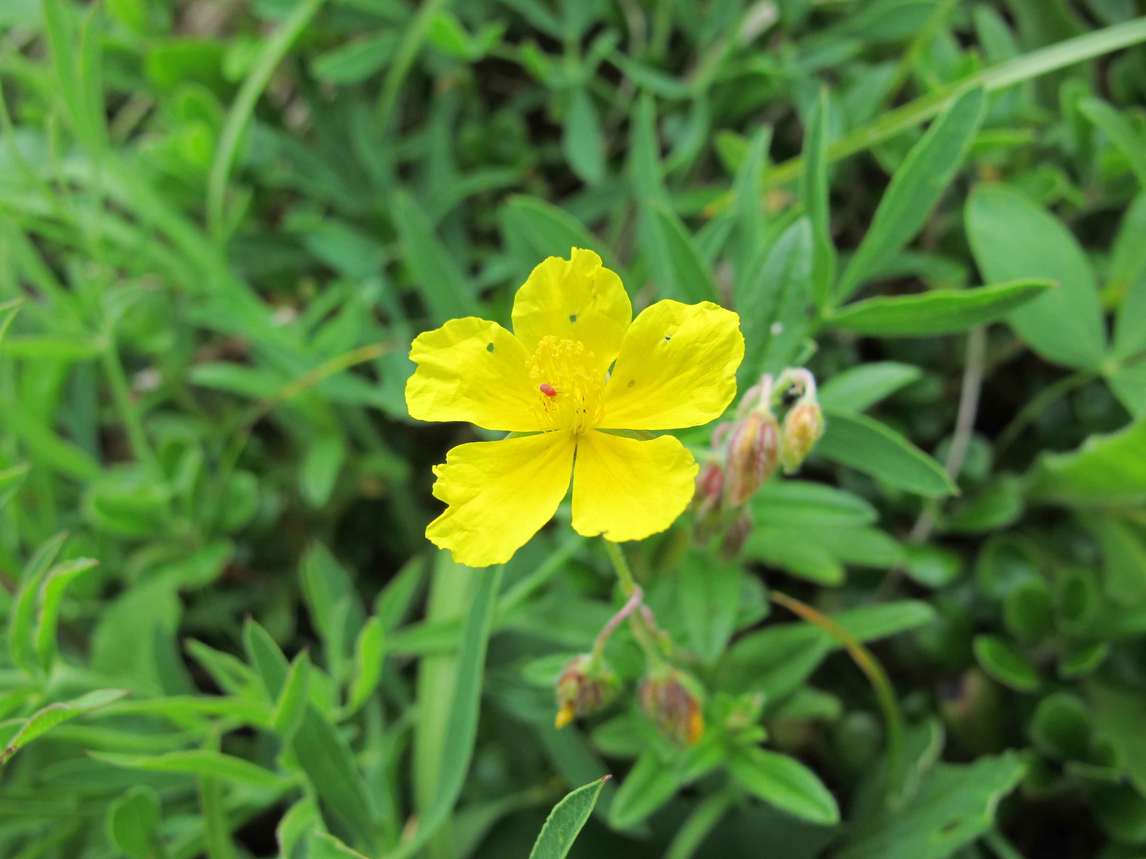 Helianthemum italicum var. alpestre