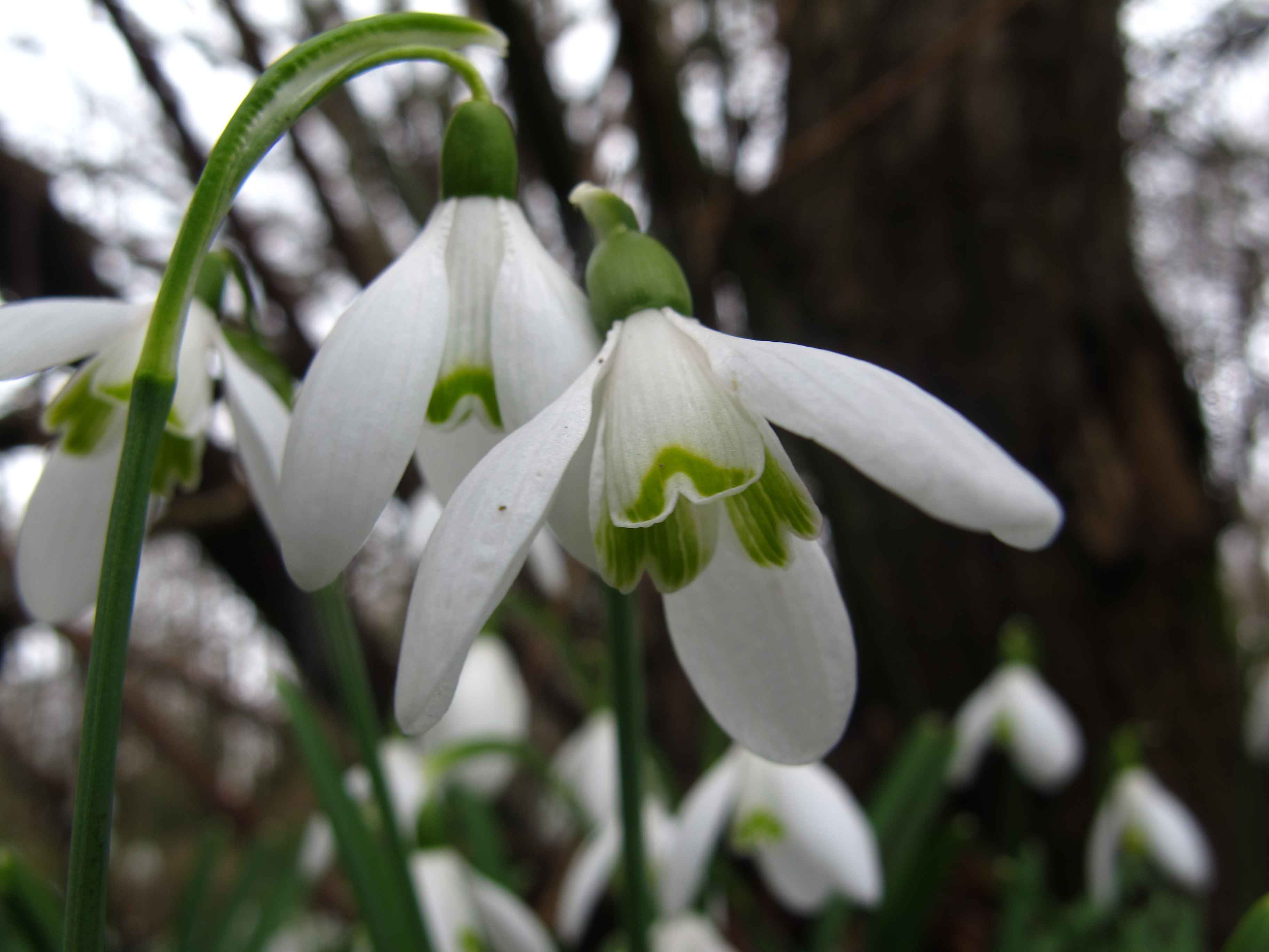 Galanthus nivalis