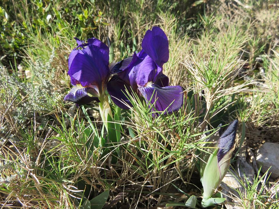 Iris lutescens, iris des garrigues