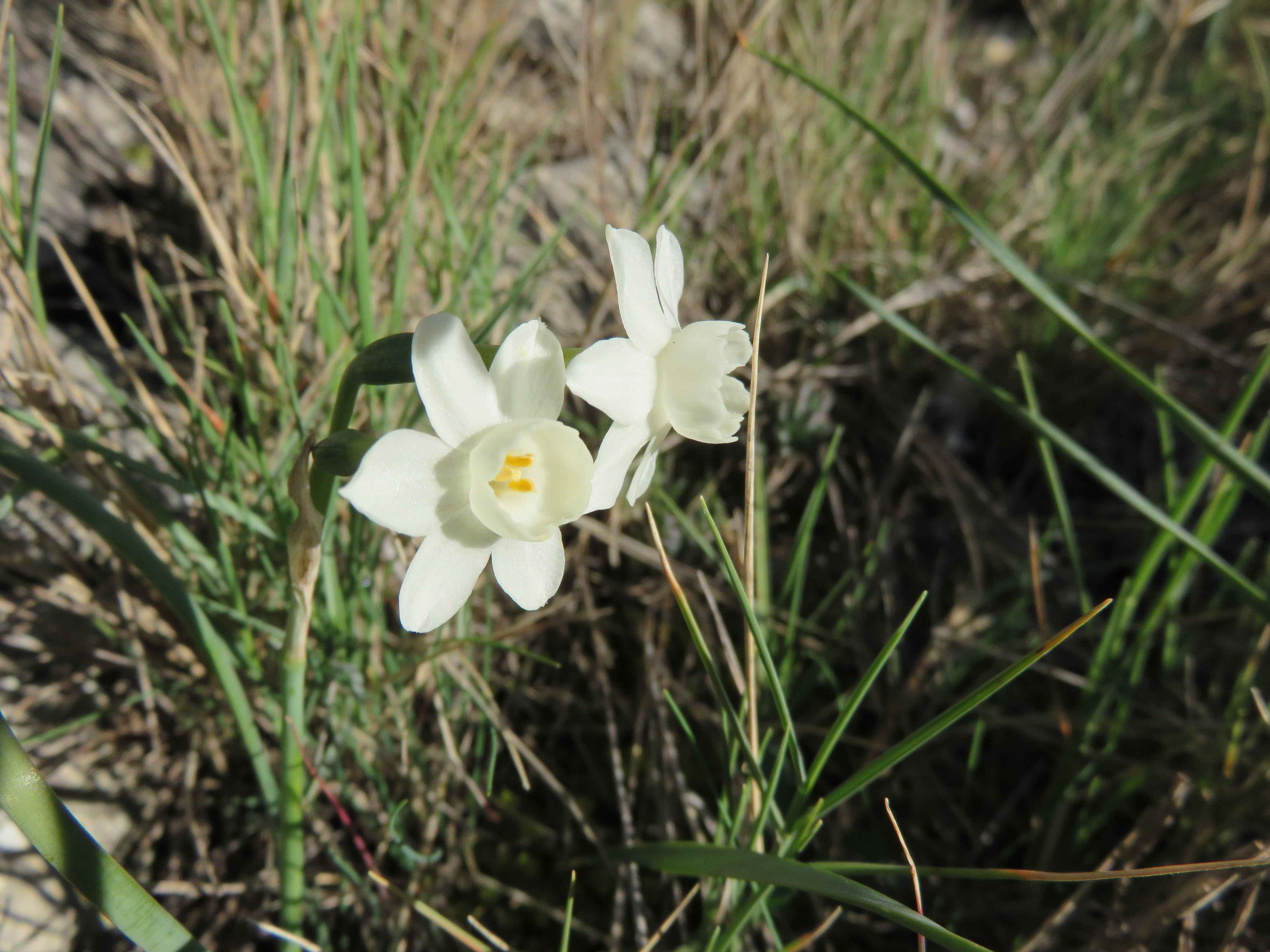 Narcissus dubius