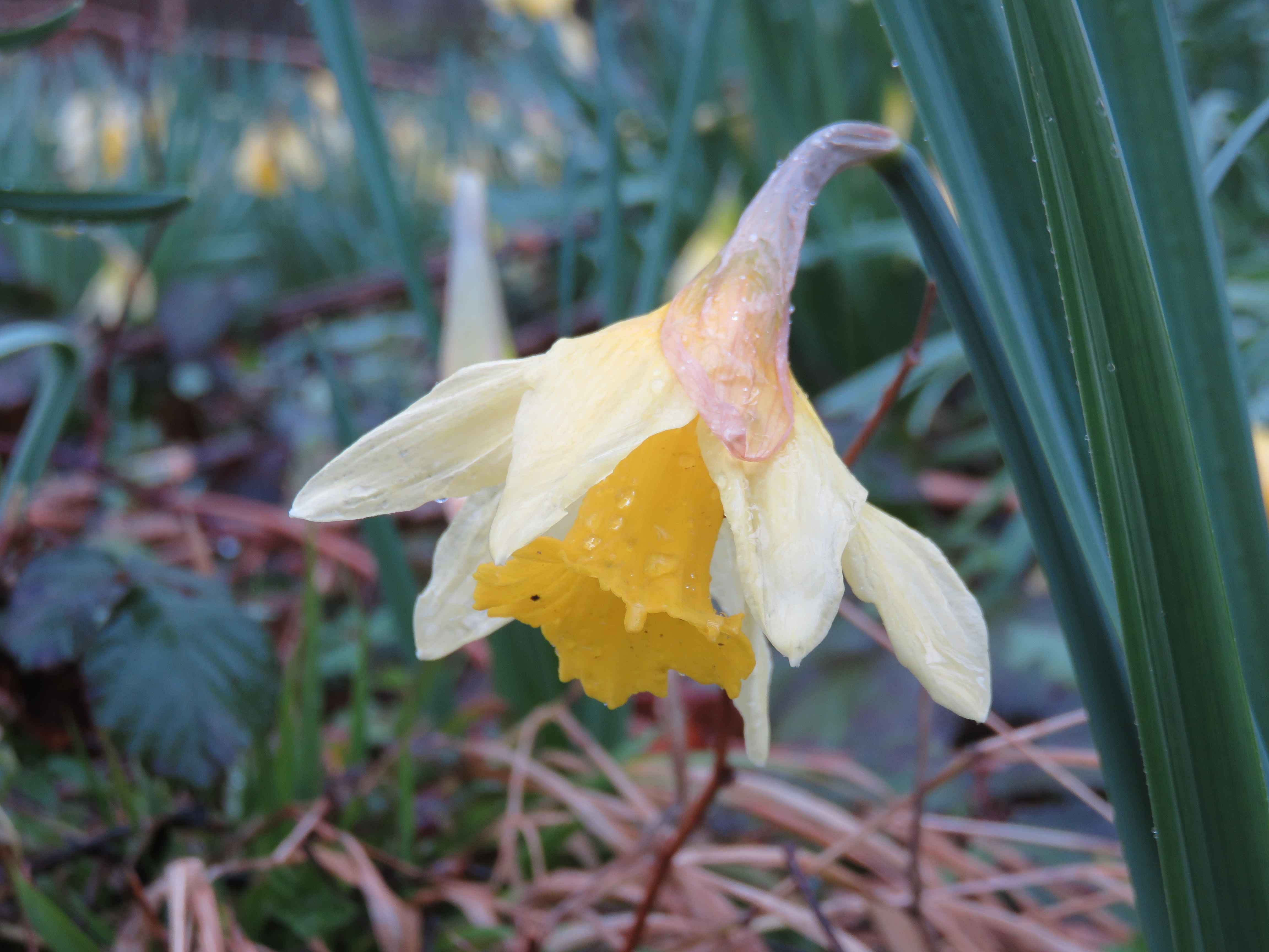 Narcissus pseudonarcissus, jonquille sauvage