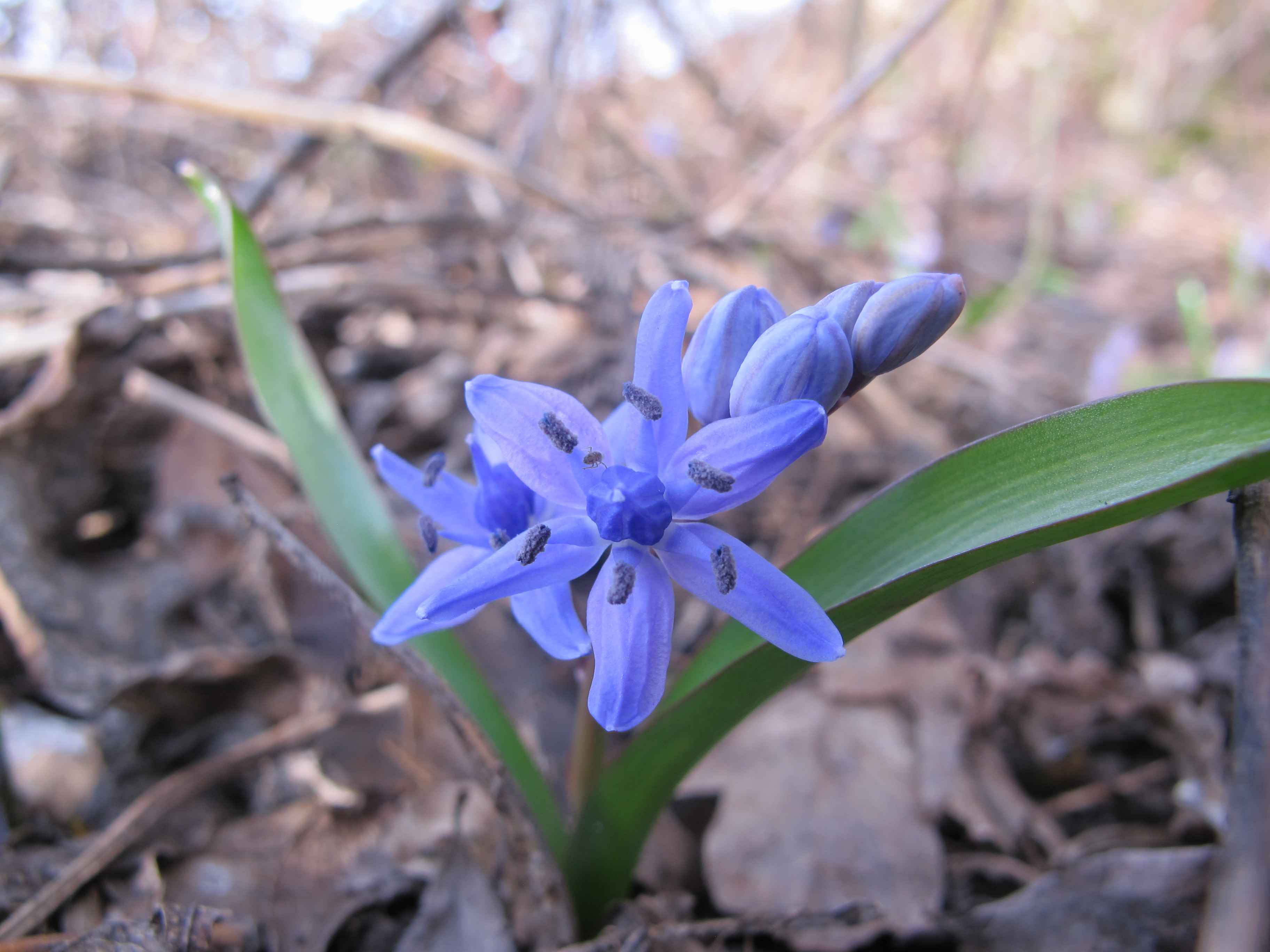 Scilla bifolia