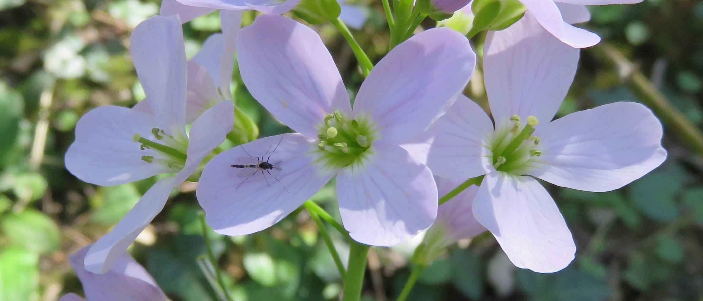 Cardamine pratensis, cardamine des prés