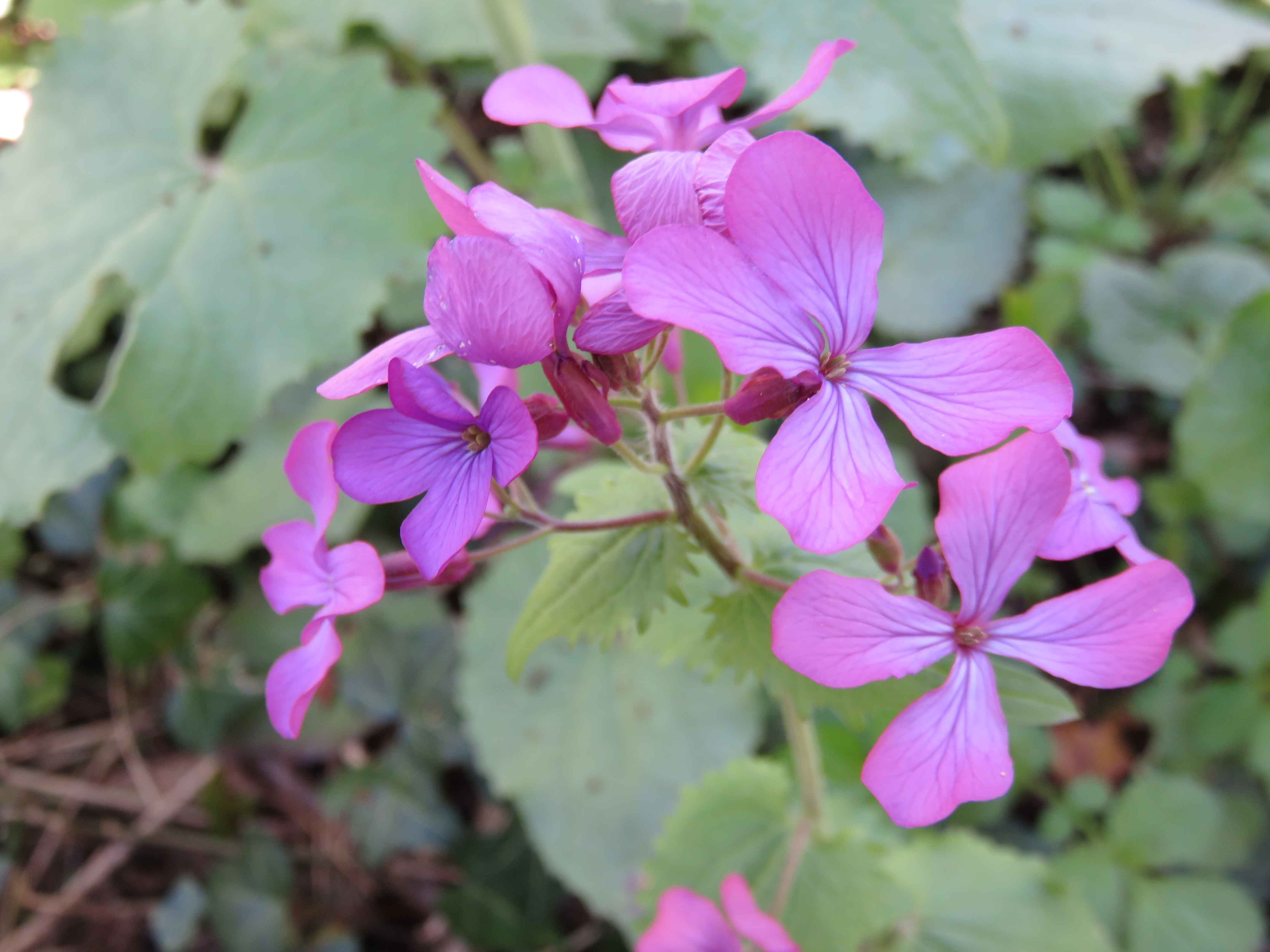 Lunaria annua, Lunaire annuelle, Monnaie du Pape