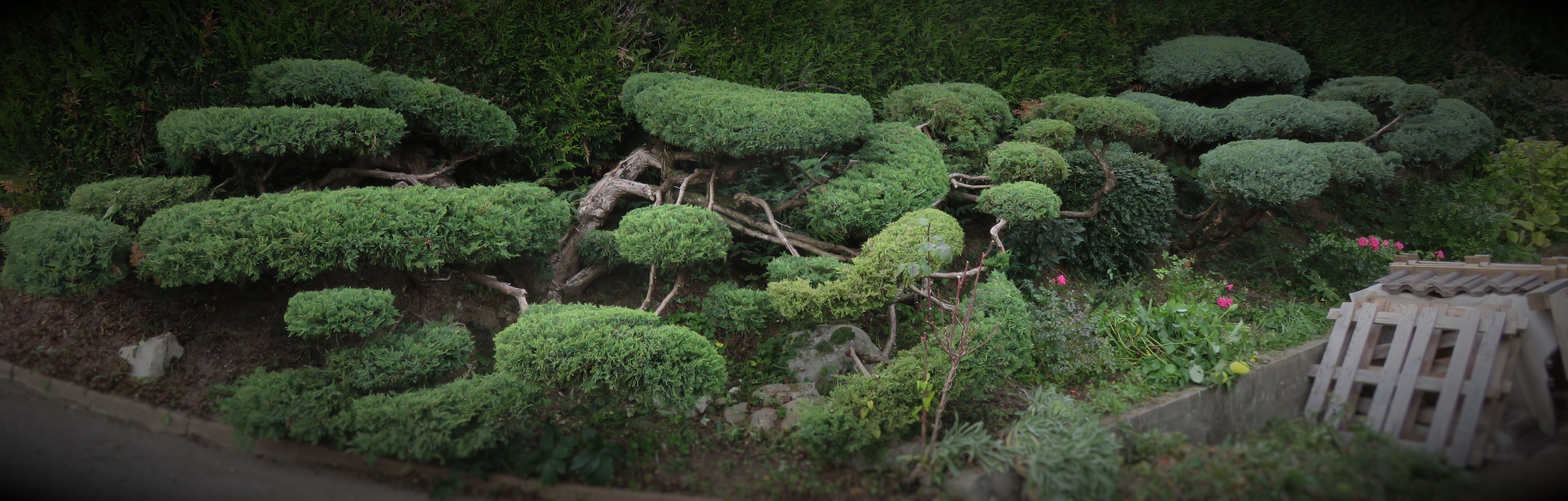 Niwaki et topiaire sur végétaux en place