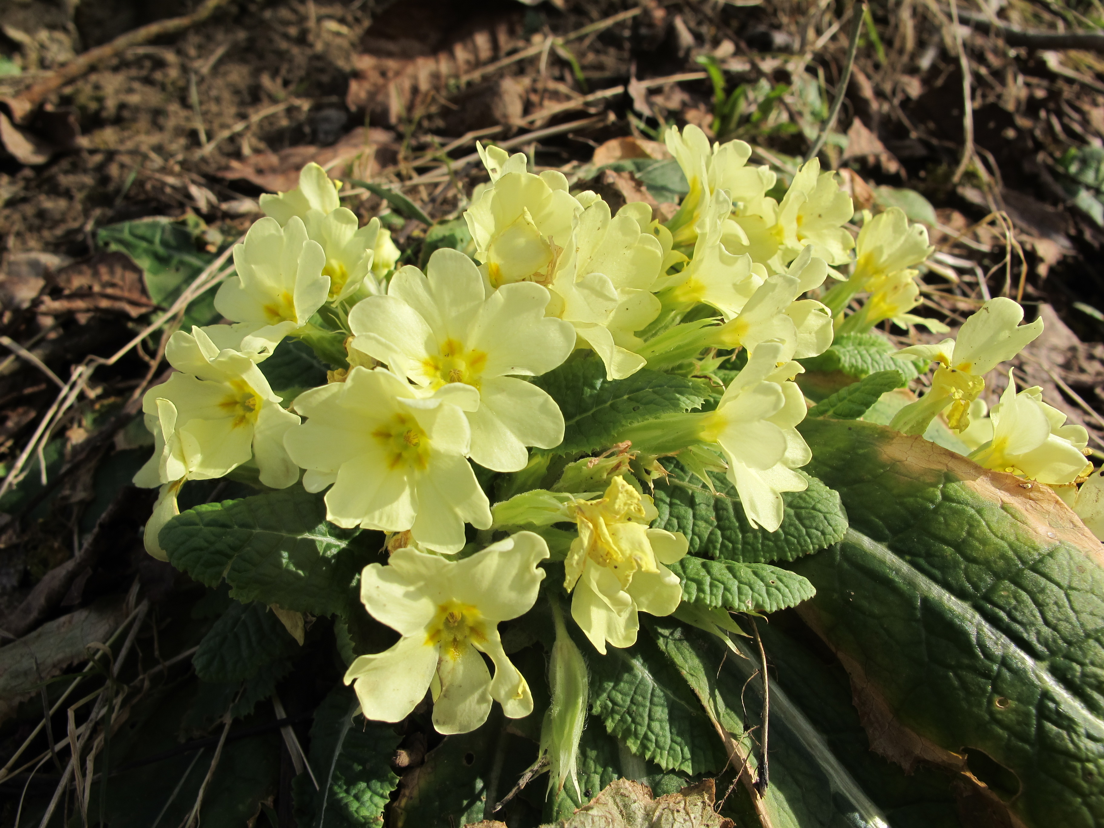 Primula vulgaris | Arnaud Brouté Jardinier-paysagiste, Pépinières de La